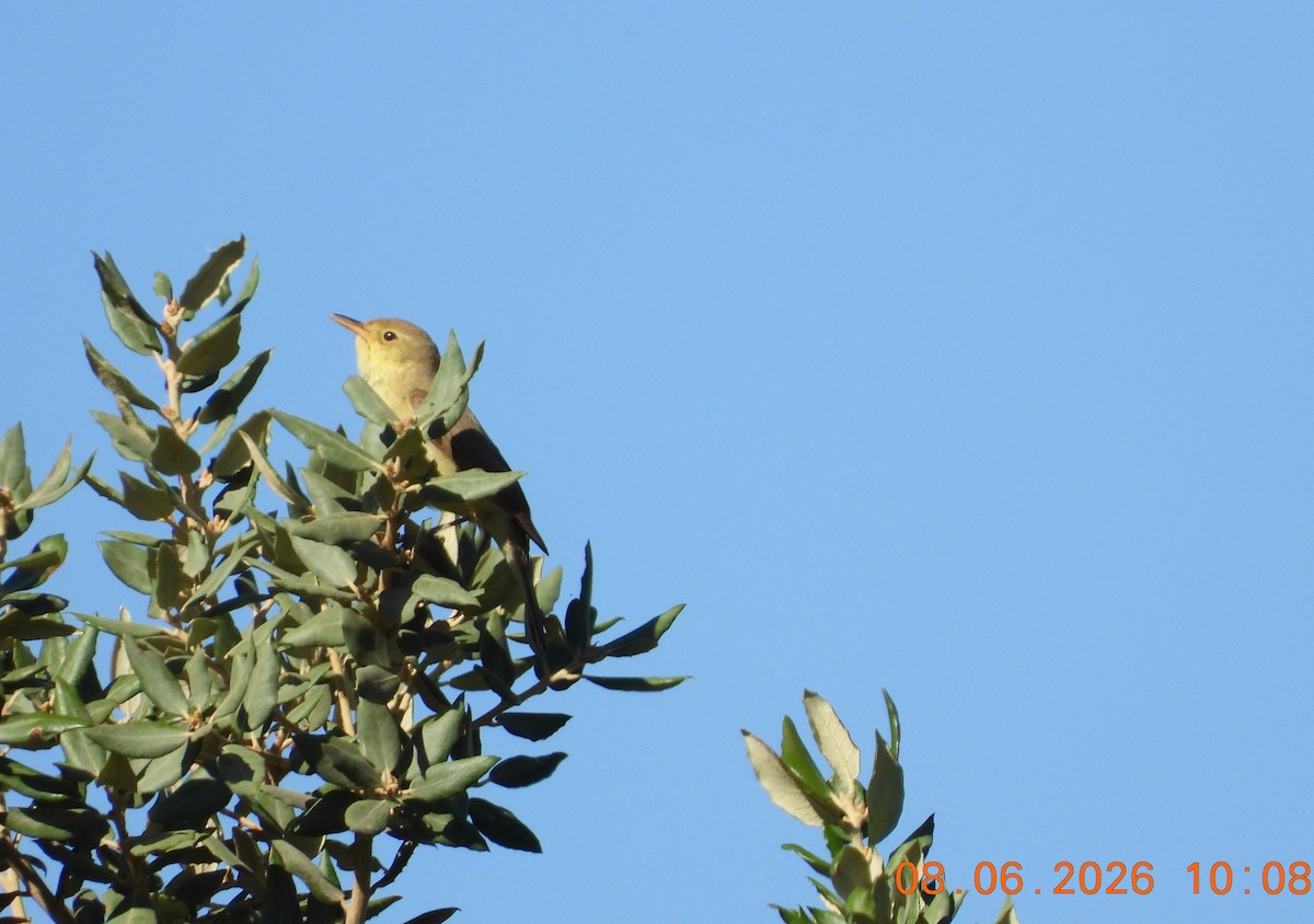 Melodious Warbler - ML659390391