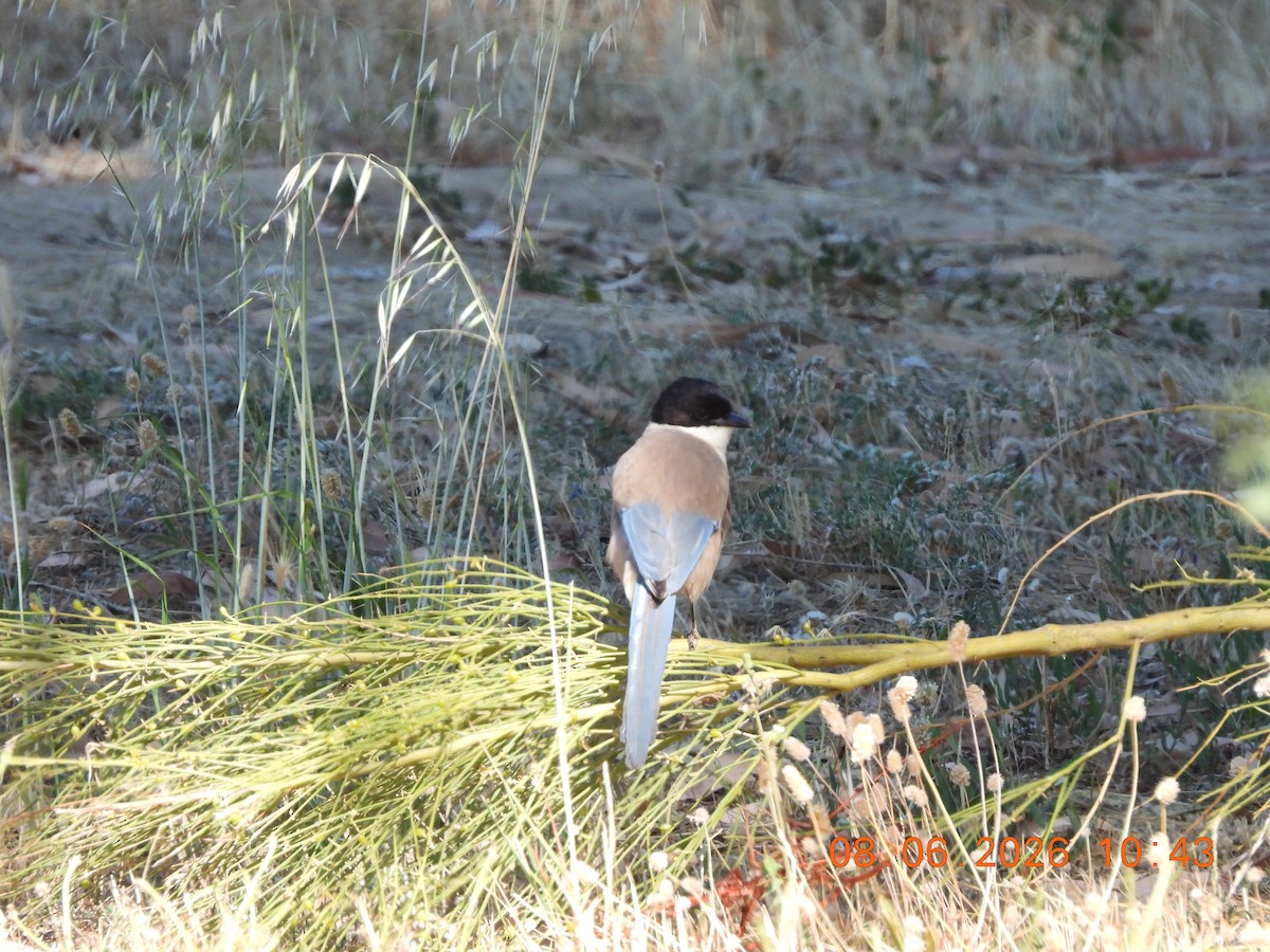 Iberian Magpie - ML659390416