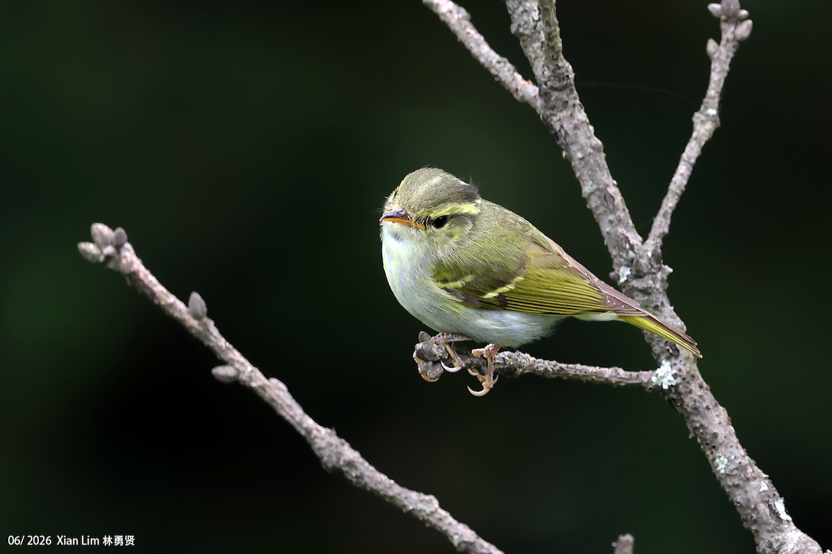 Hartert's Leaf Warbler - ML659390443