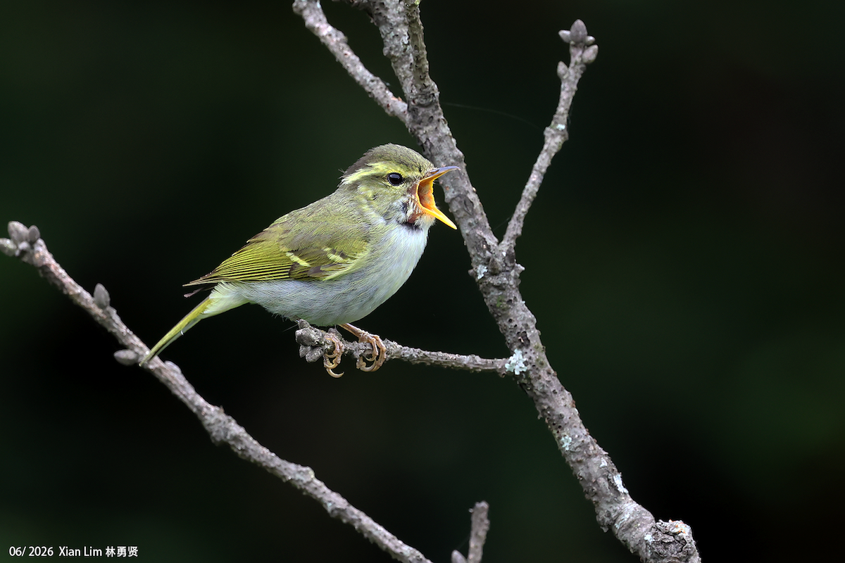 Hartert's Leaf Warbler - ML659390444