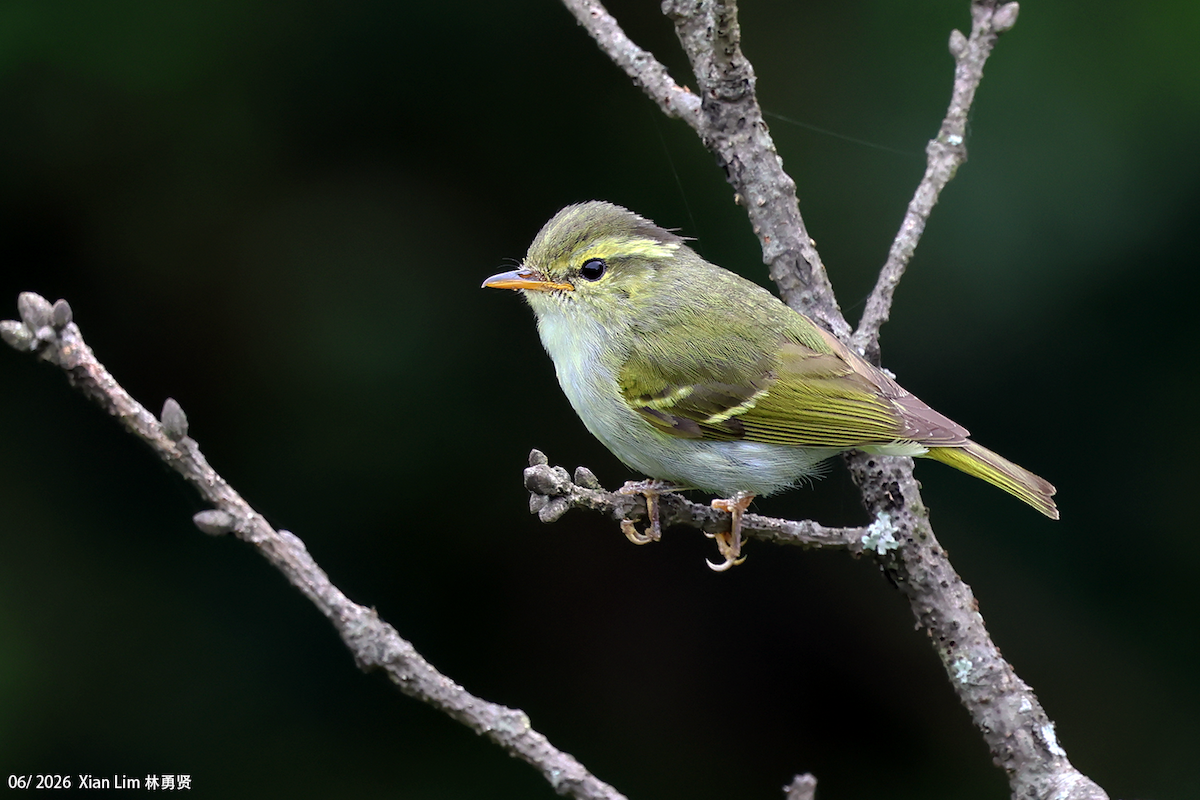 Hartert's Leaf Warbler - ML659390445