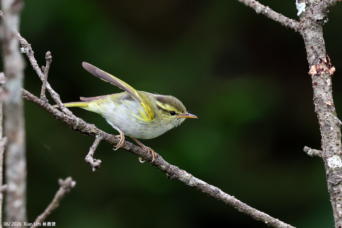 Hartert's Leaf Warbler - ML659390446