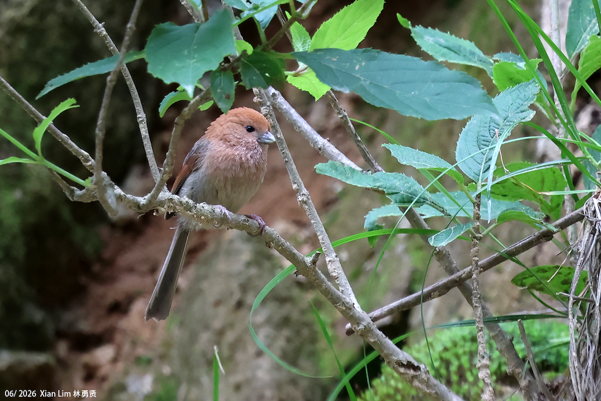 Vinous-throated Parrotbill - ML659390456