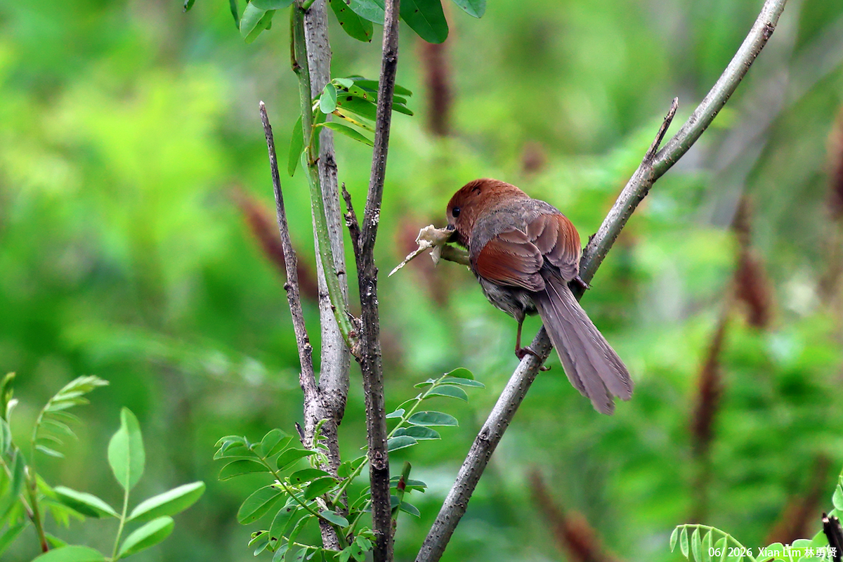 Vinous-throated Parrotbill - ML659390457