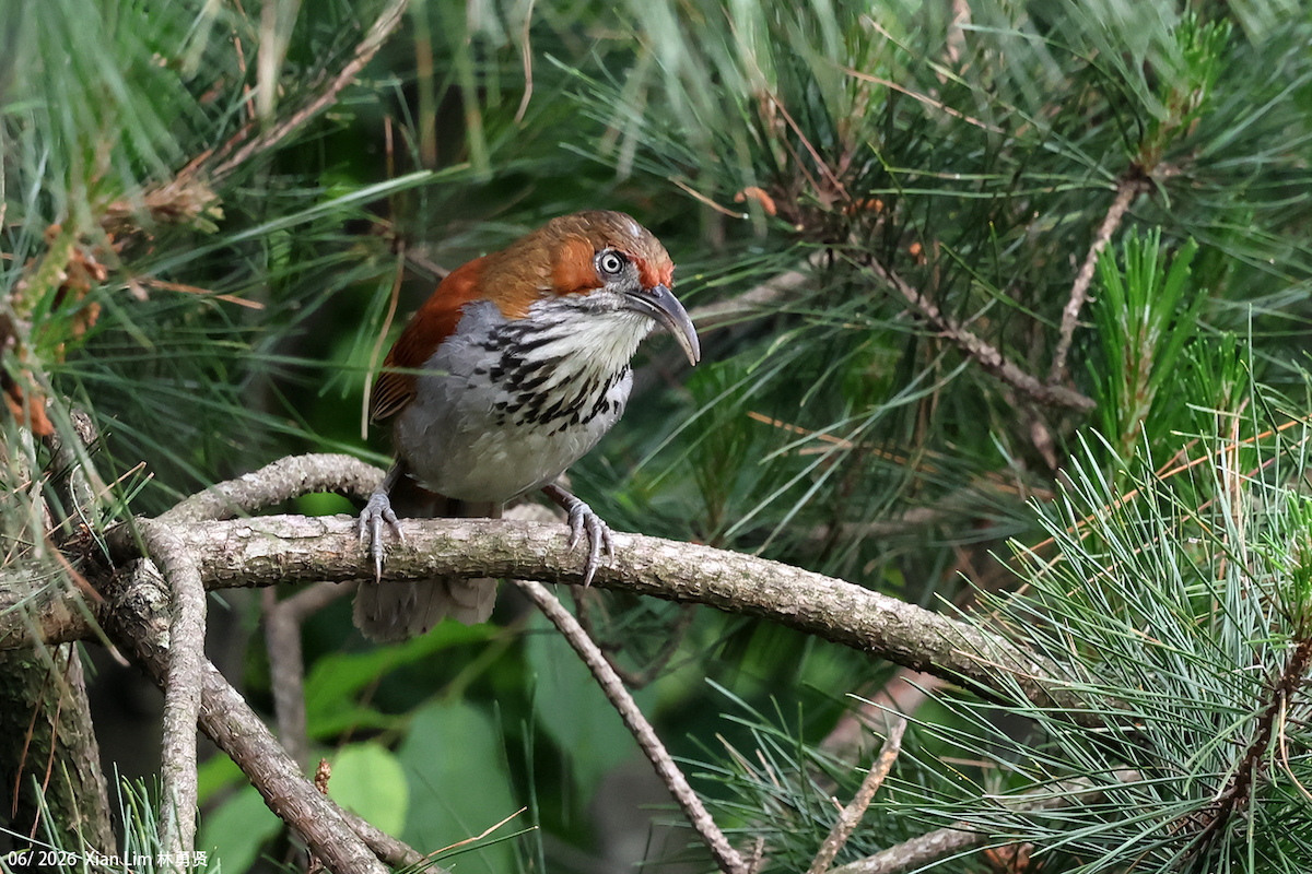 Gray-sided Scimitar-Babbler - ML659390473
