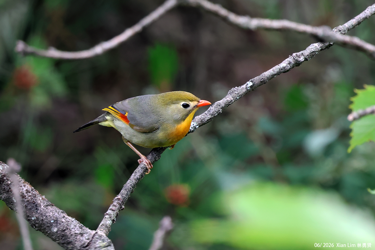 Red-billed Leiothrix - ML659390487