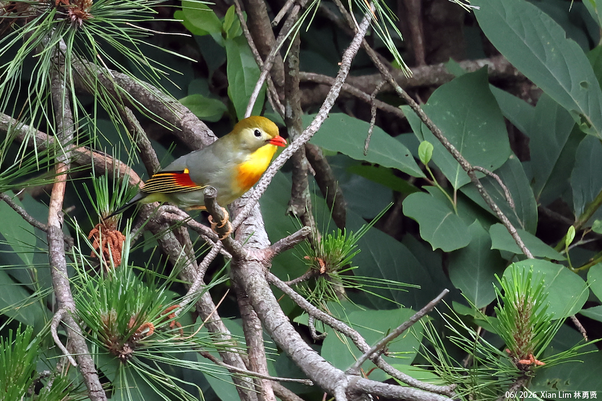Red-billed Leiothrix - ML659390488