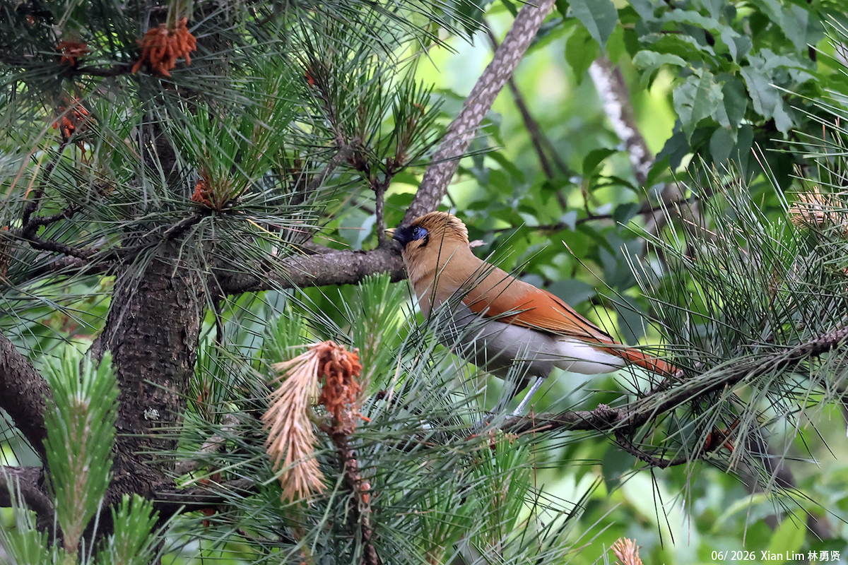 Buffy Laughingthrush - ML659390496