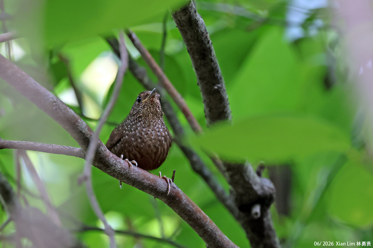Spotted Elachura - ML659390505