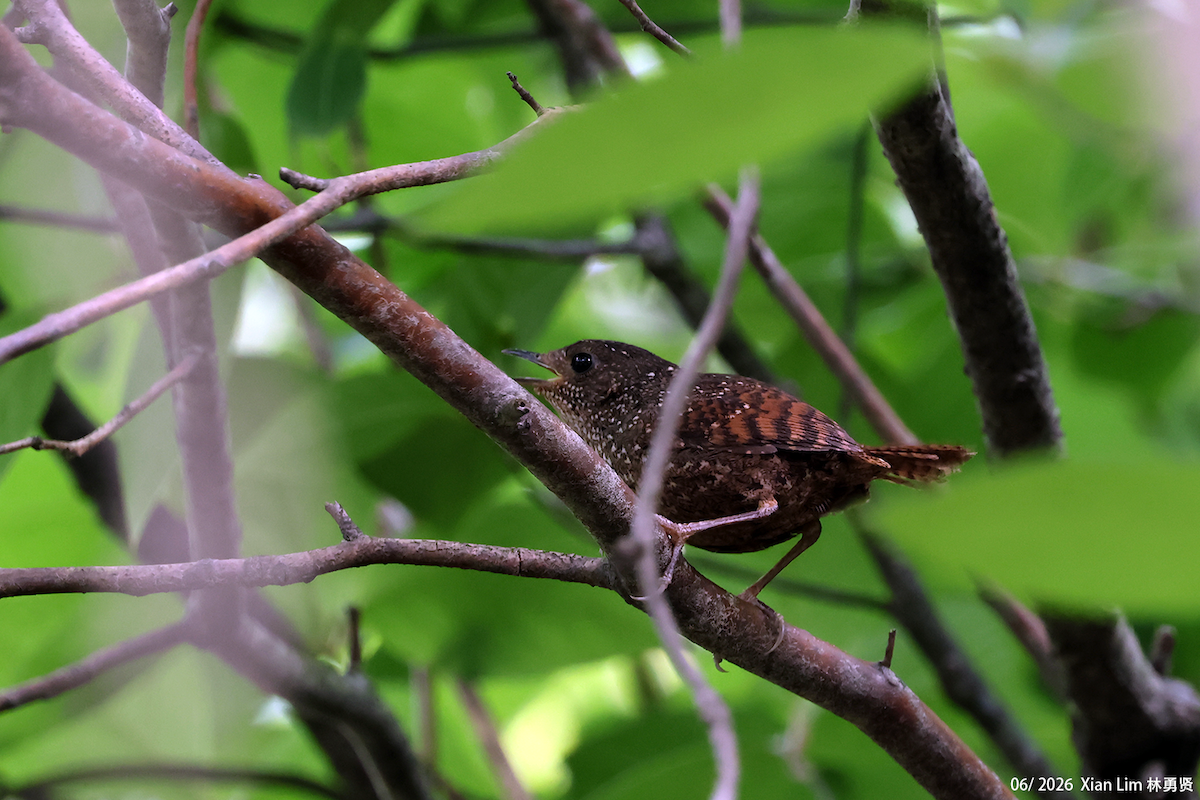 Spotted Elachura - ML659390506