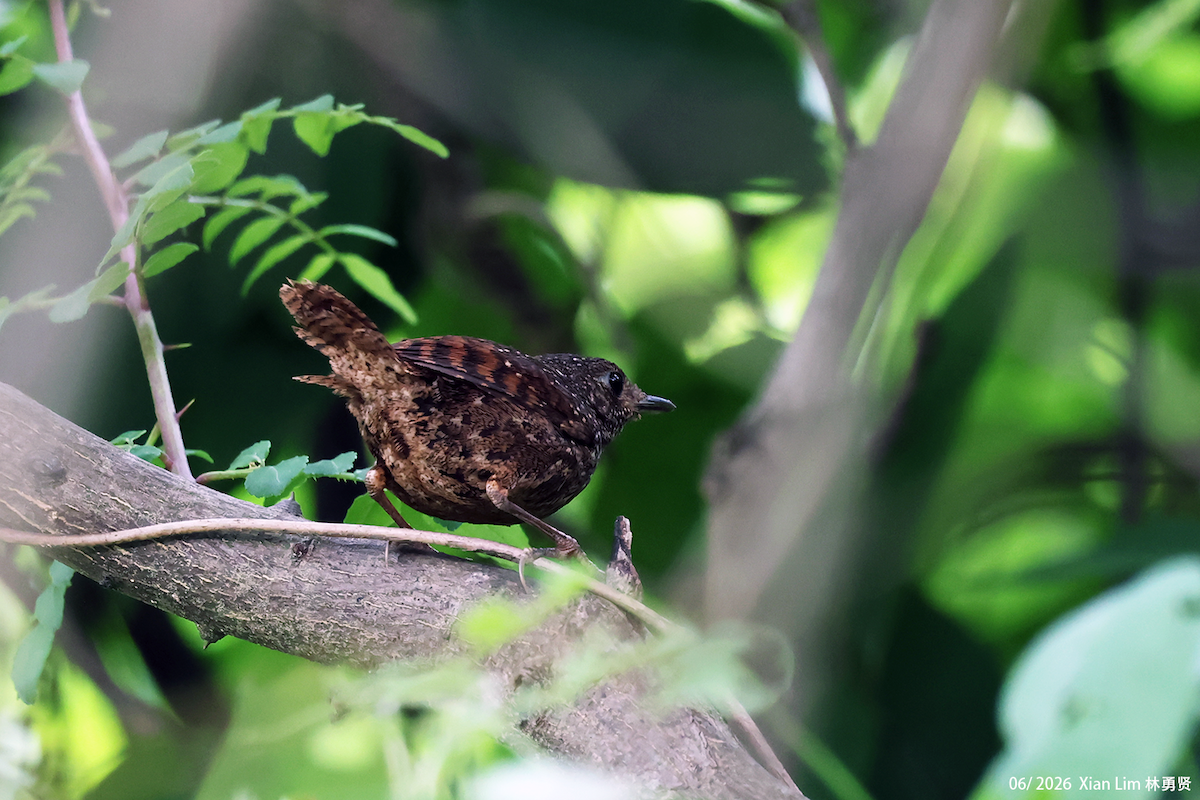 Spotted Elachura - ML659390507