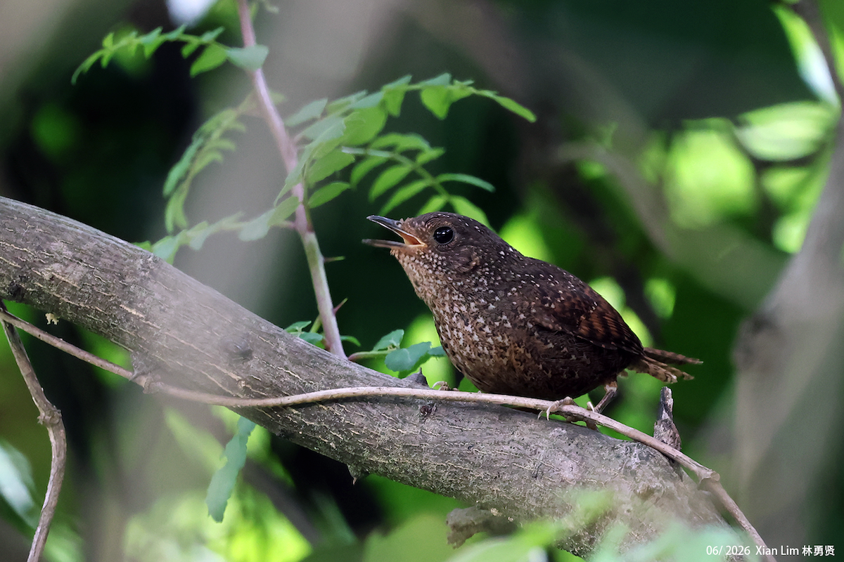Spotted Elachura - ML659390508
