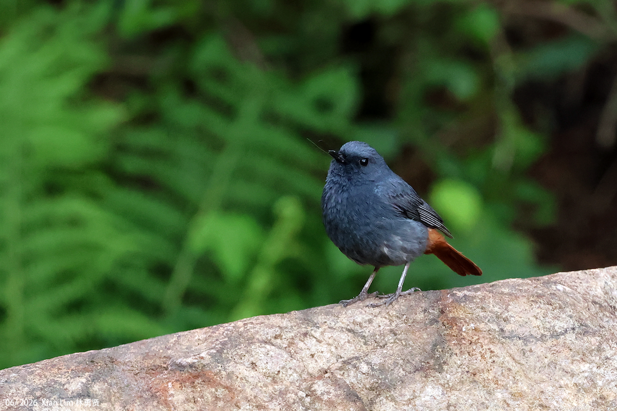 Plumbeous Redstart - ML659390517