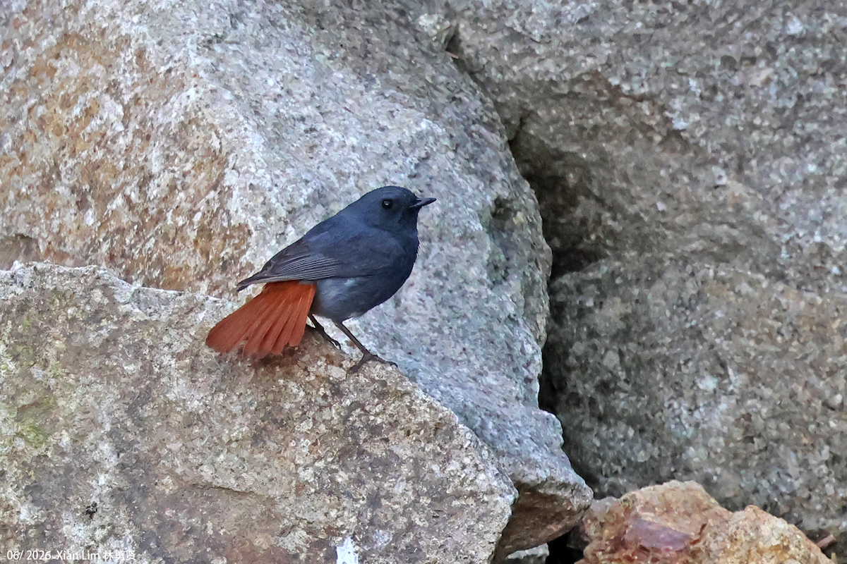 Plumbeous Redstart - ML659390518