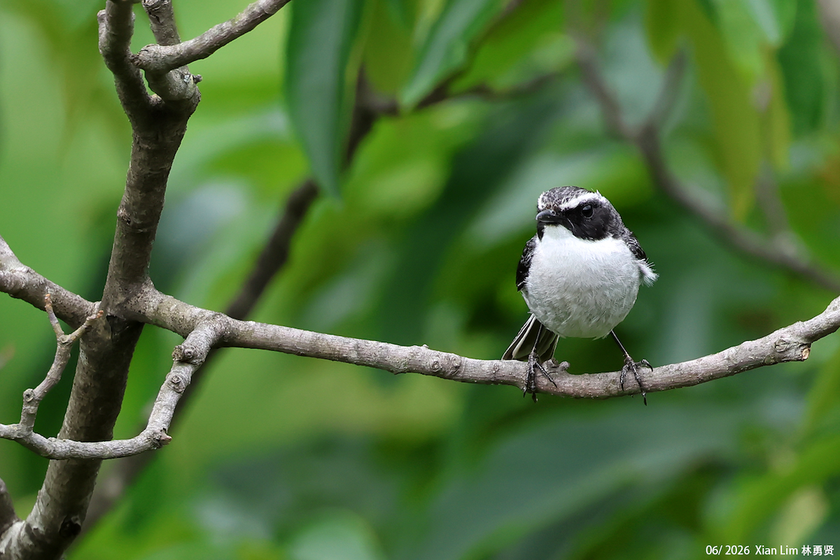 Gray Bushchat - ML659390541