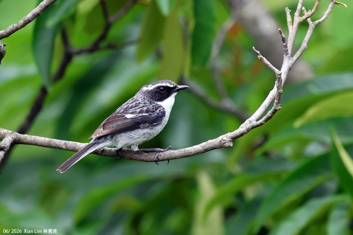 Gray Bushchat - ML659390542