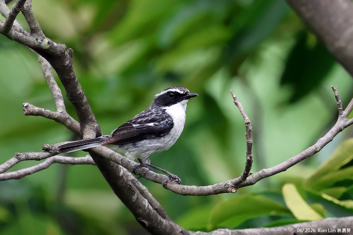 Gray Bushchat - ML659390544