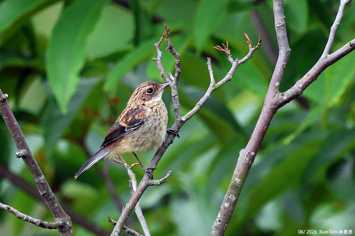 Gray Bushchat - ML659390546