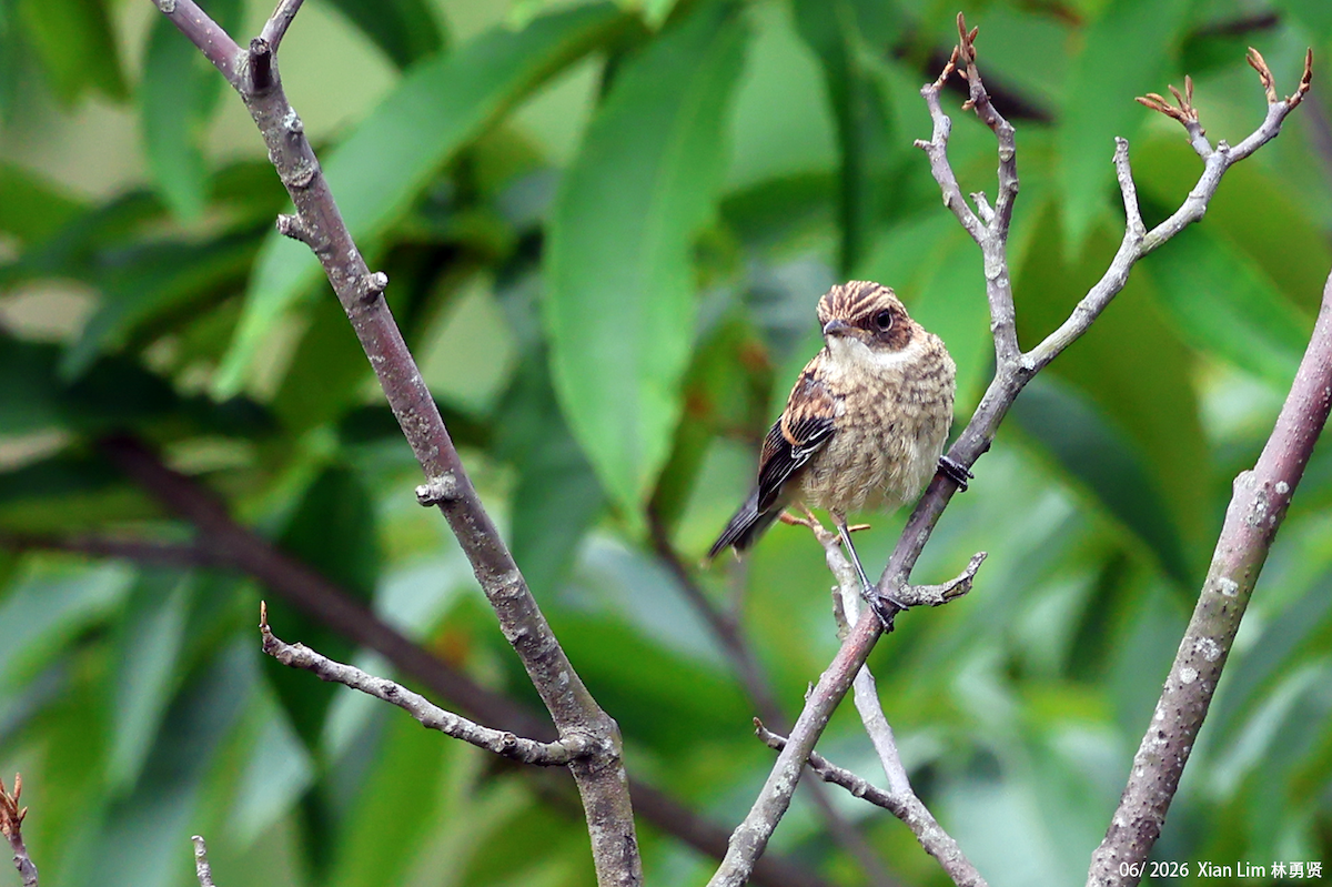 Gray Bushchat - ML659390547