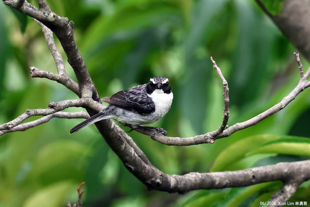 Gray Bushchat - ML659390548