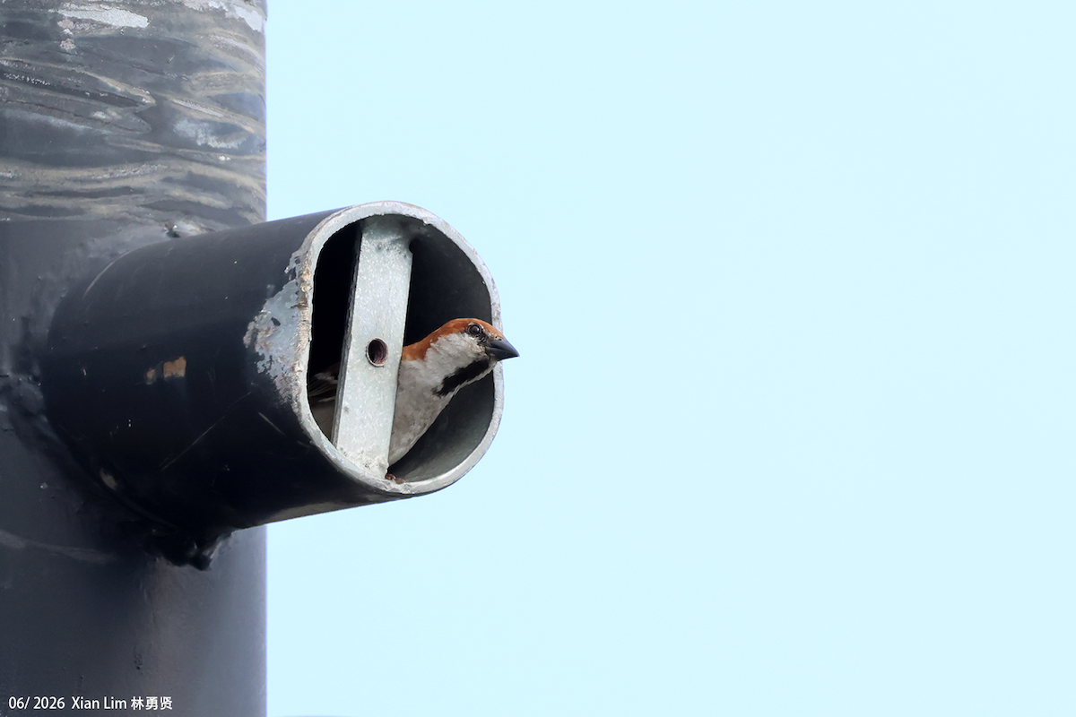 Russet Sparrow - ML659390564