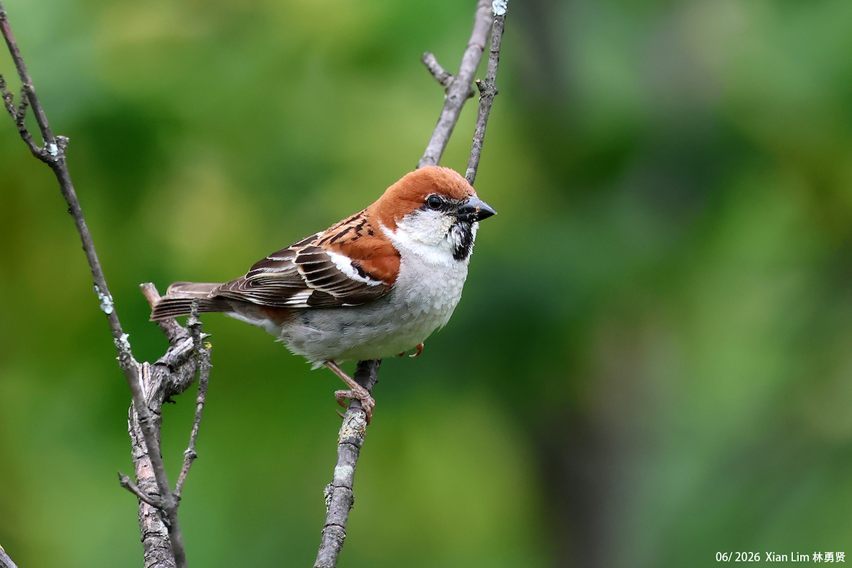 Russet Sparrow - ML659390565