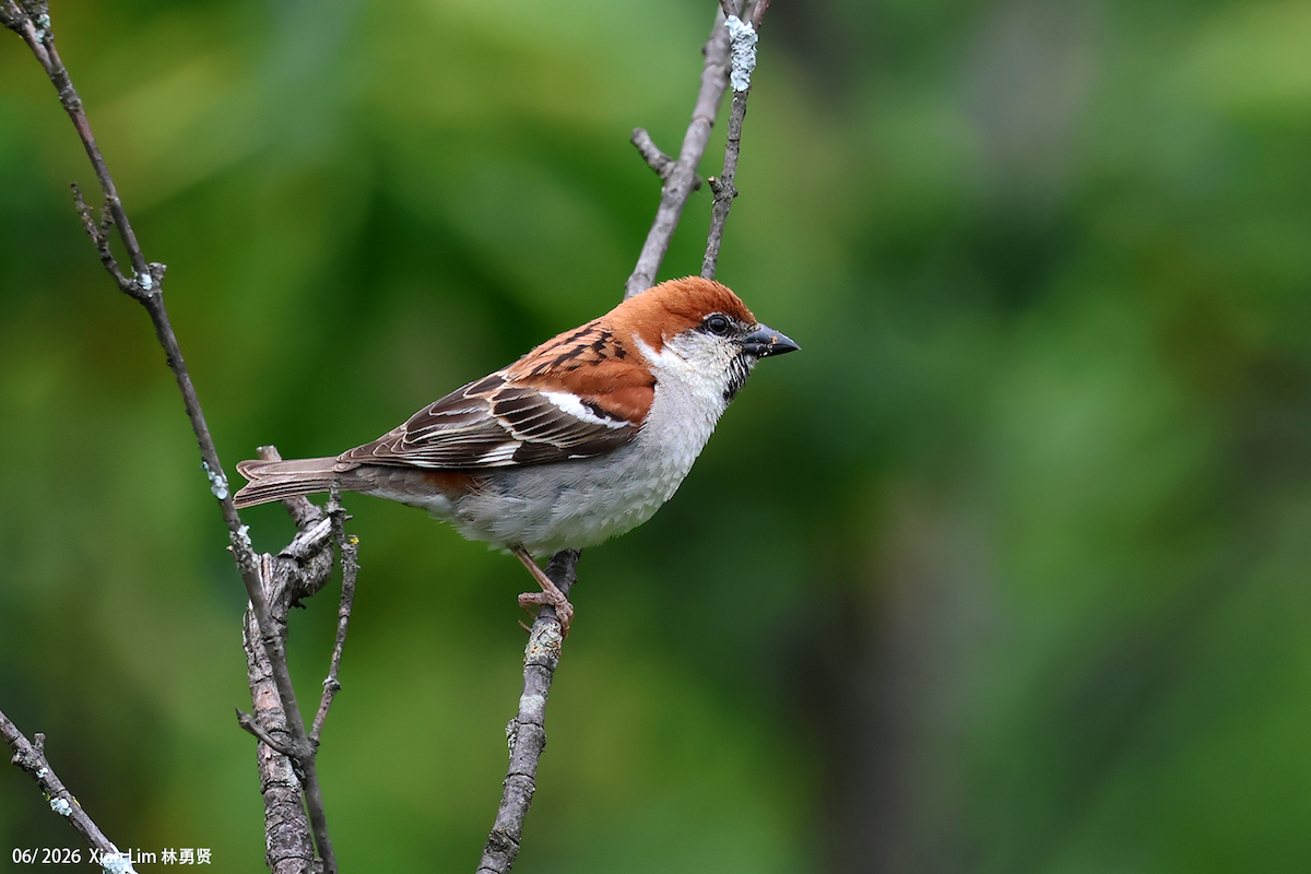 Russet Sparrow - ML659390566