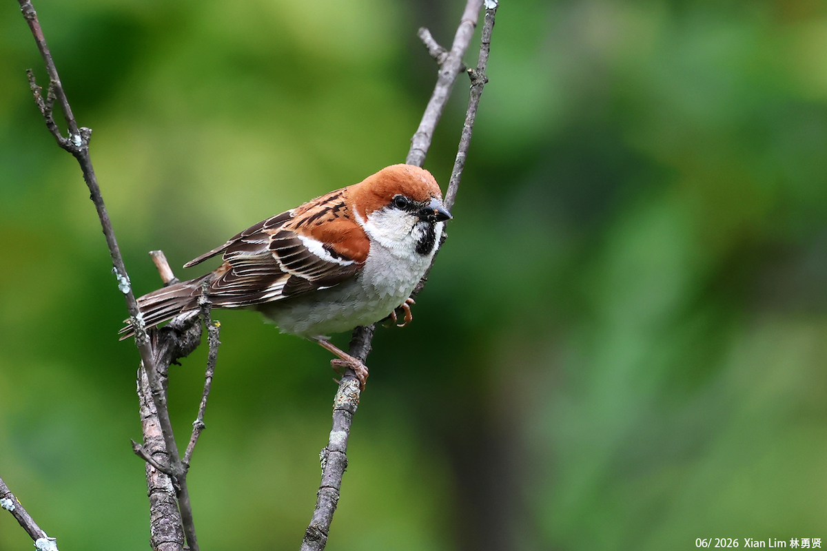 Russet Sparrow - ML659390567