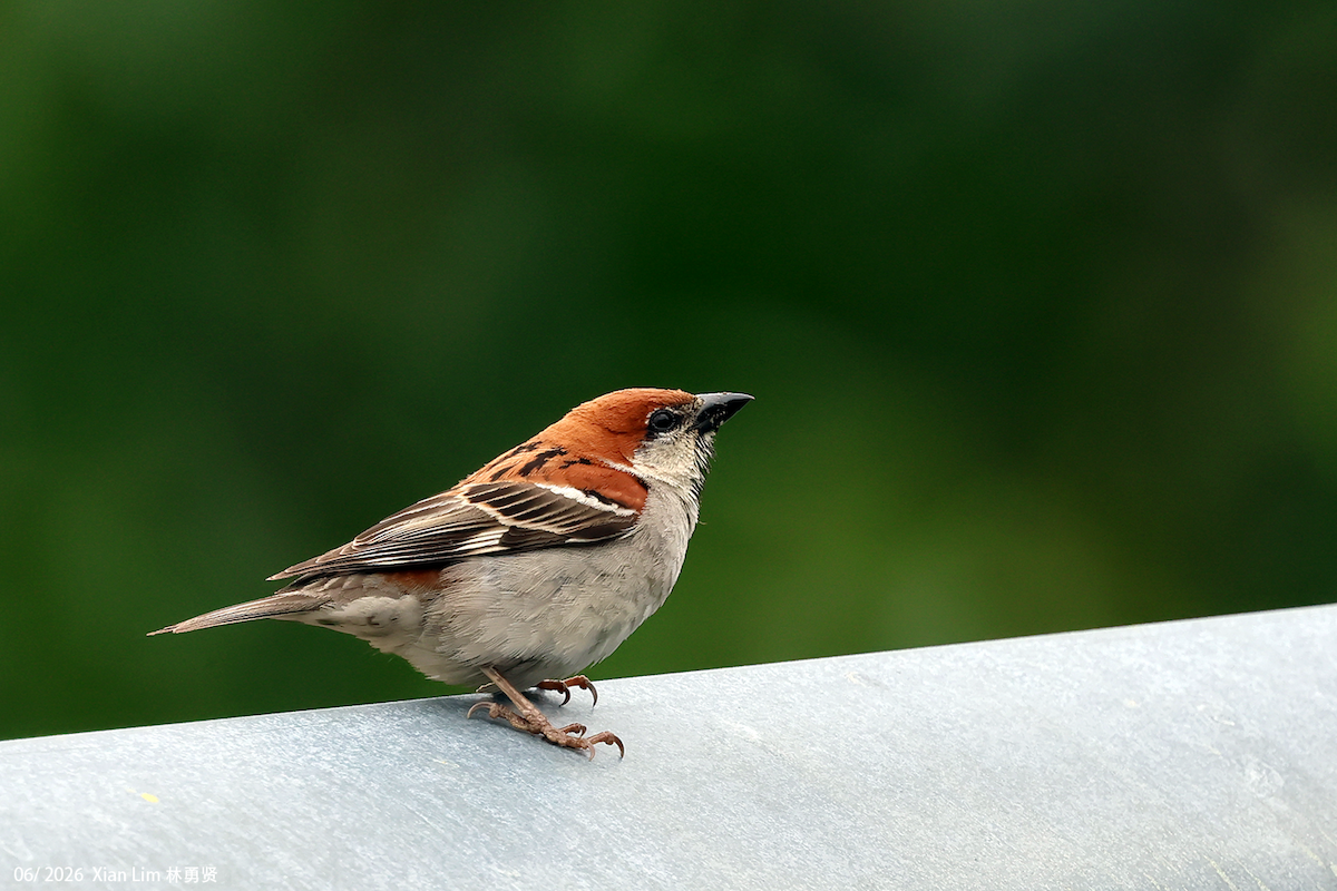 Russet Sparrow - ML659390568