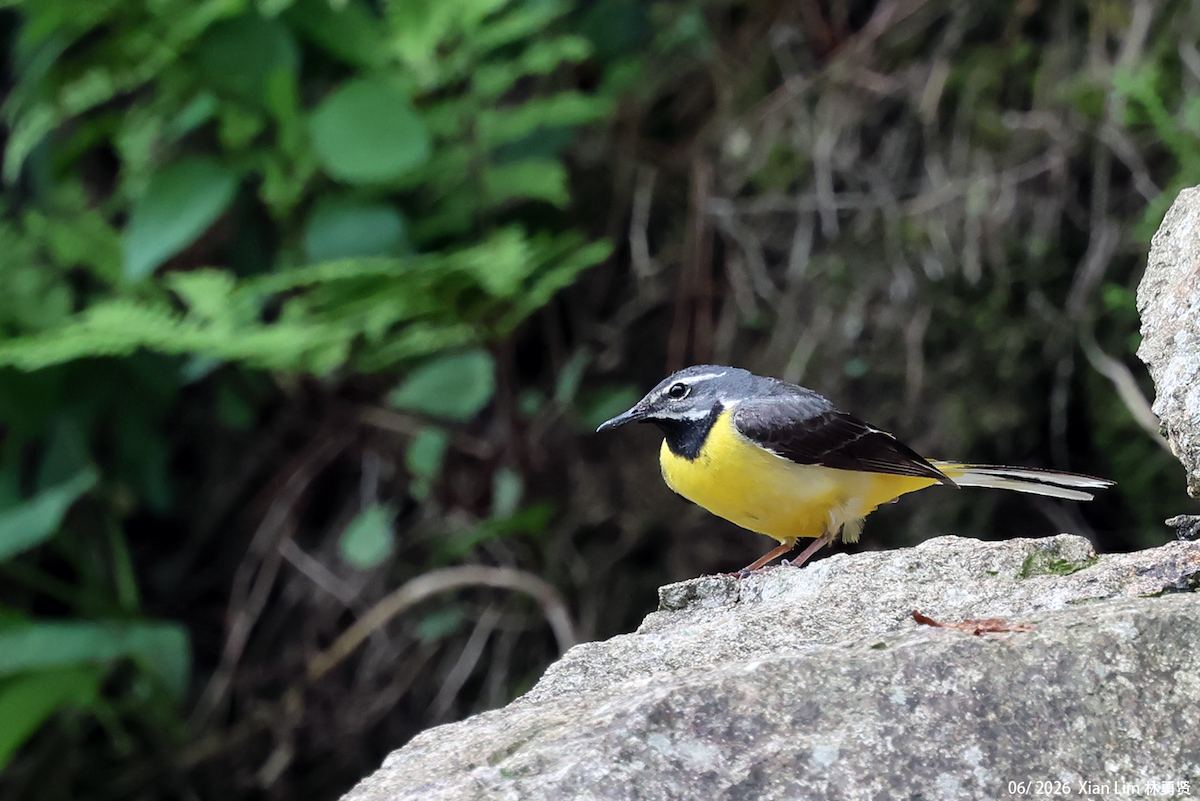 Gray Wagtail - ML659390572