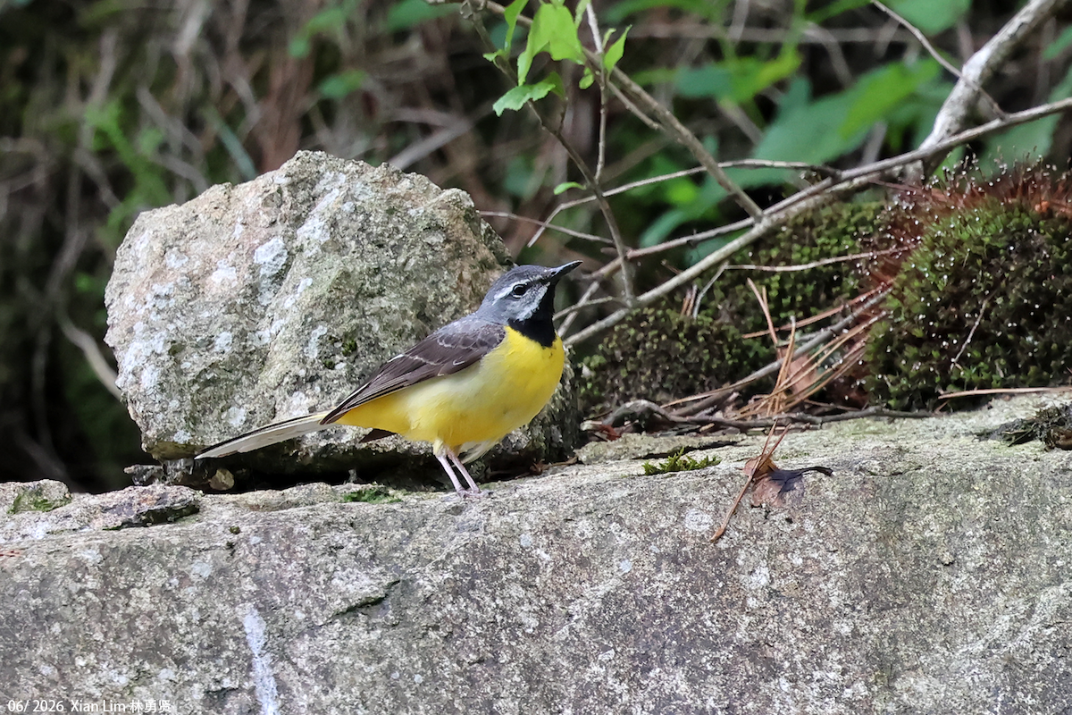 Gray Wagtail - ML659390573