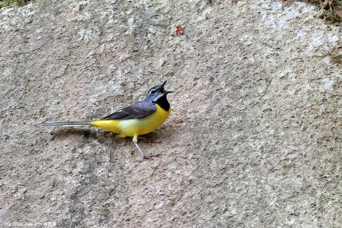 Gray Wagtail - ML659390574