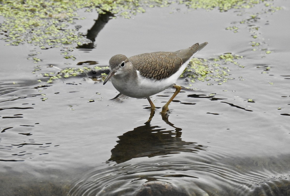 Spotted Sandpiper - ML65939071