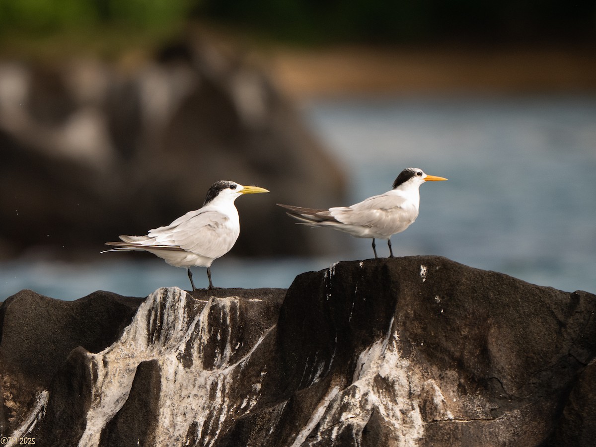Lesser Crested Tern - ML659390842