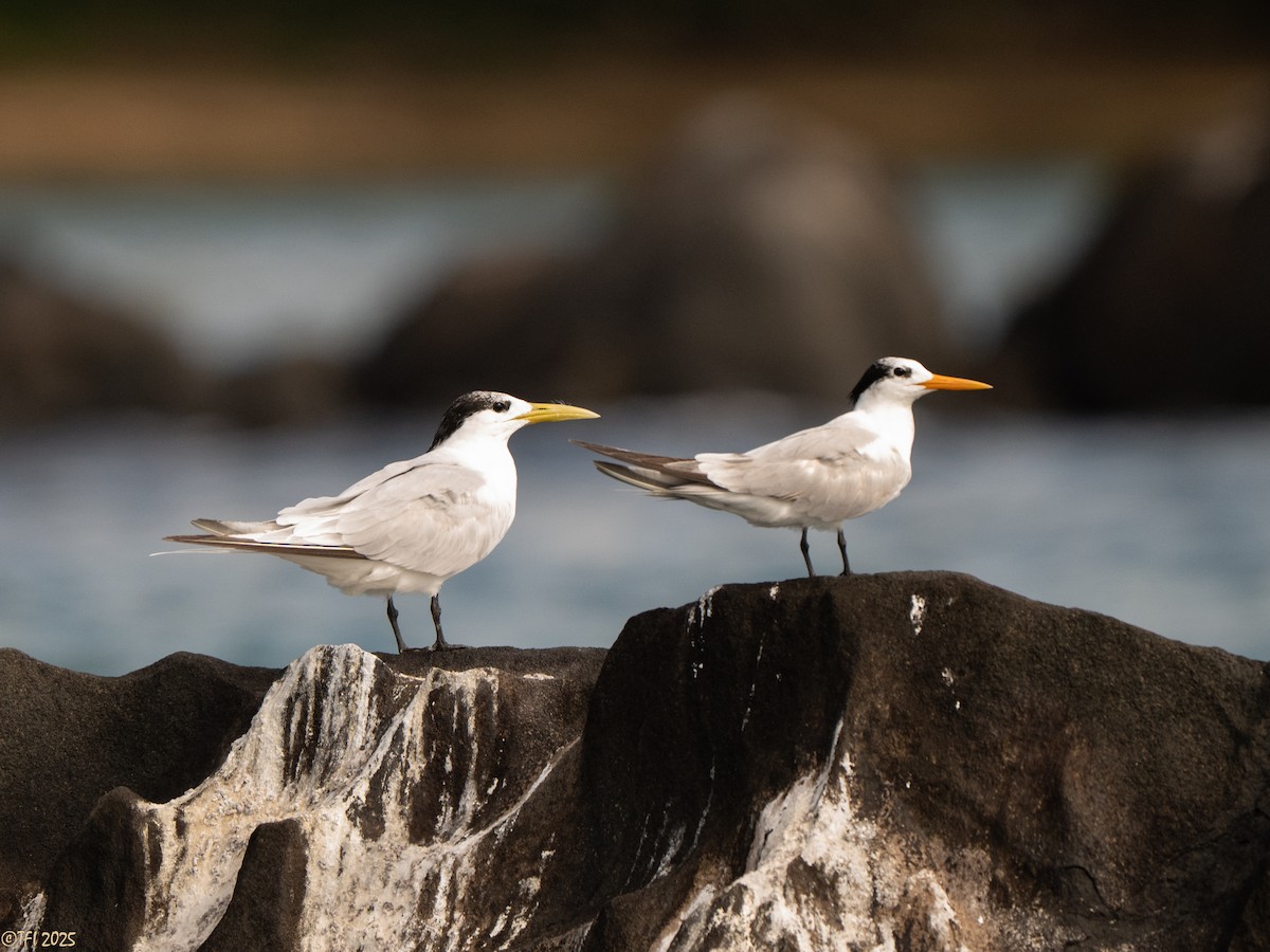 Great Crested Tern - ML659390848