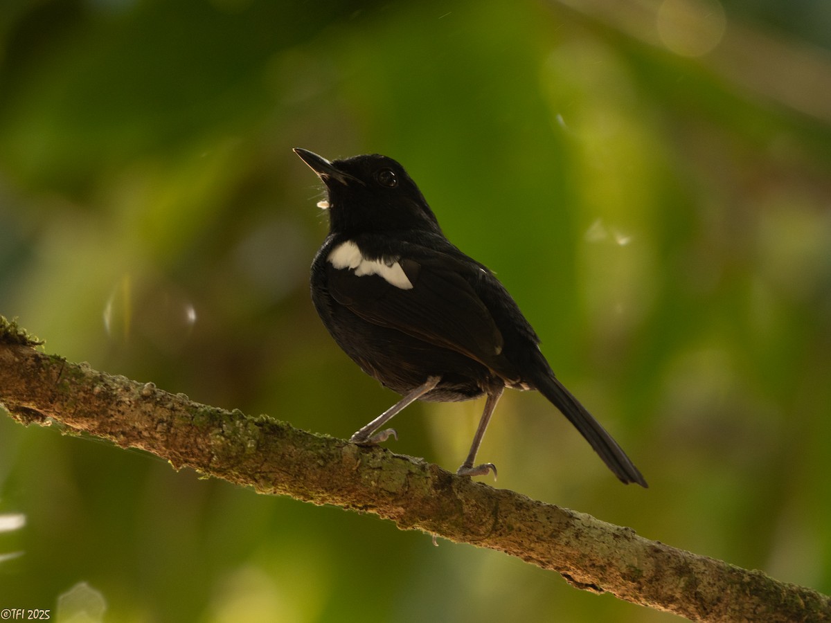 Madagascar Magpie-Robin (Black-bellied) - ML659391114