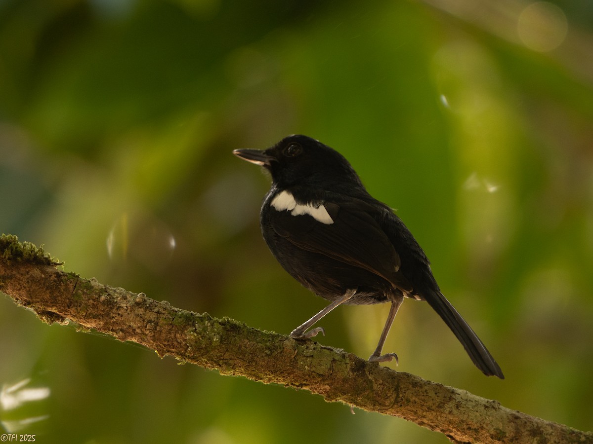 Madagascar Magpie-Robin (Black-bellied) - ML659391121