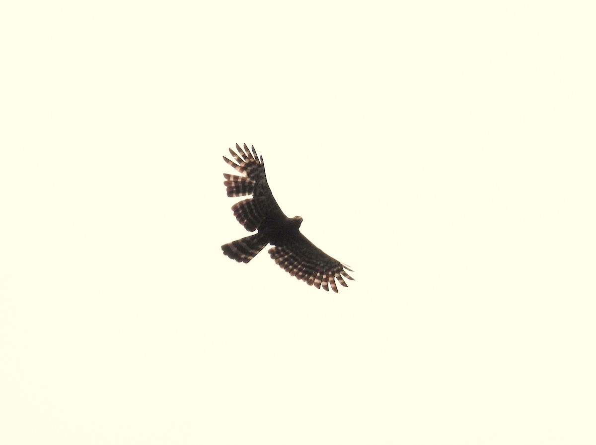 Black Hawk-Eagle - ML659391191