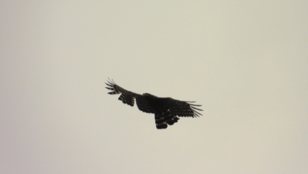 Black Hawk-Eagle - ML659391195