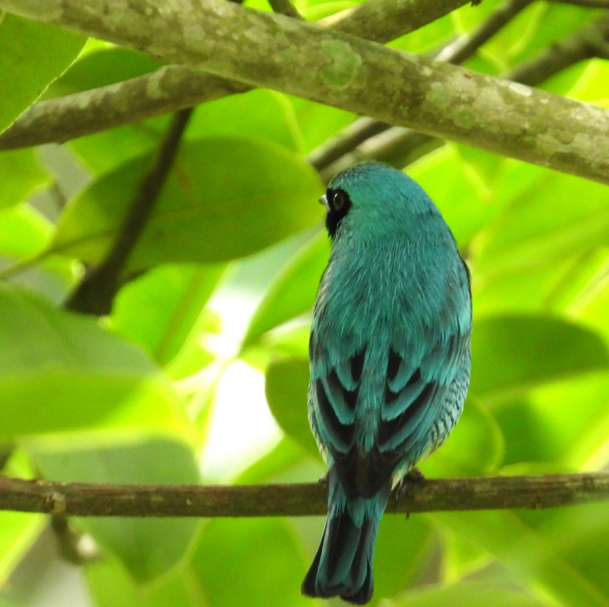 Swallow Tanager - ML659391252