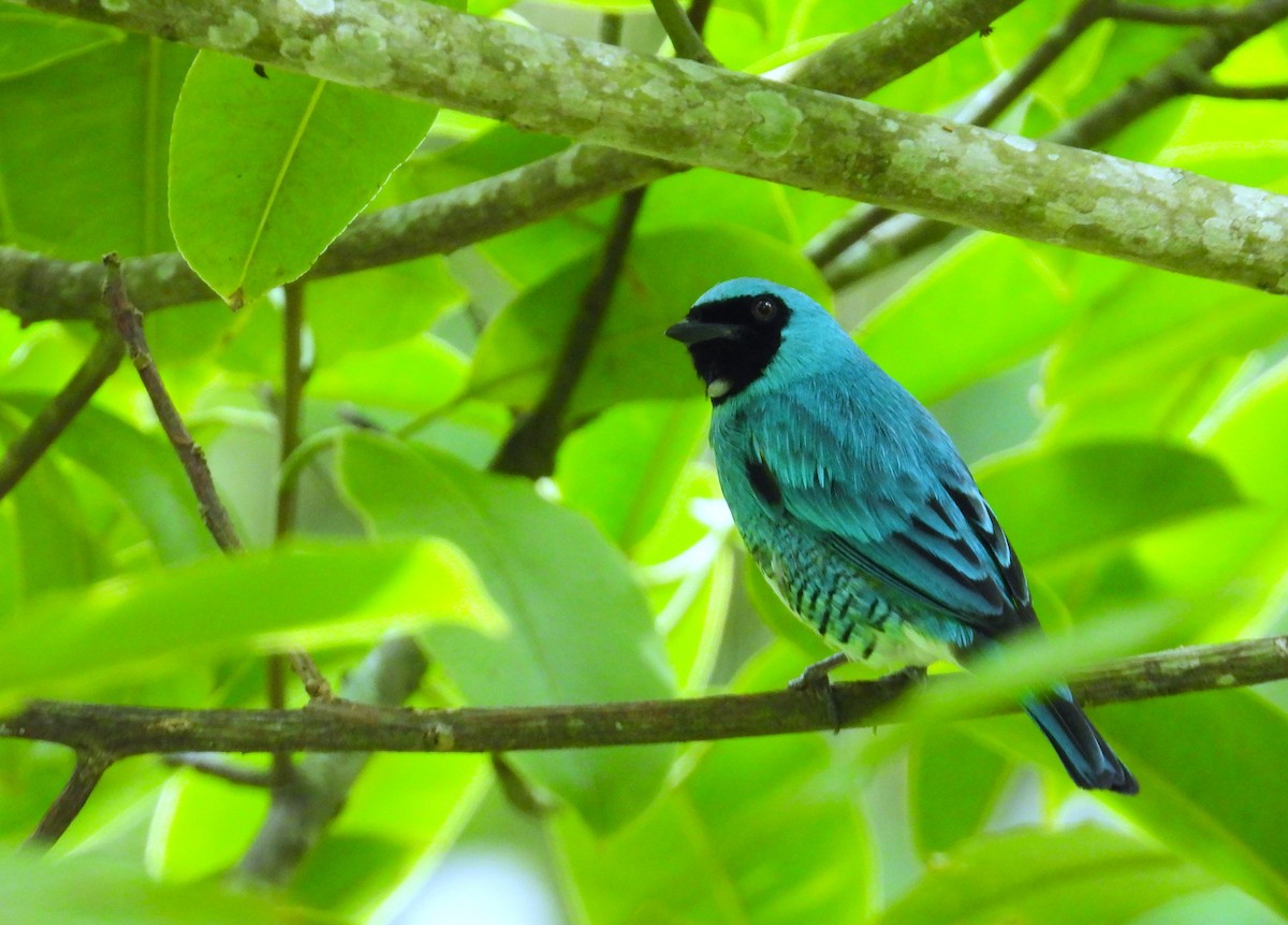 Swallow Tanager - ML659391310