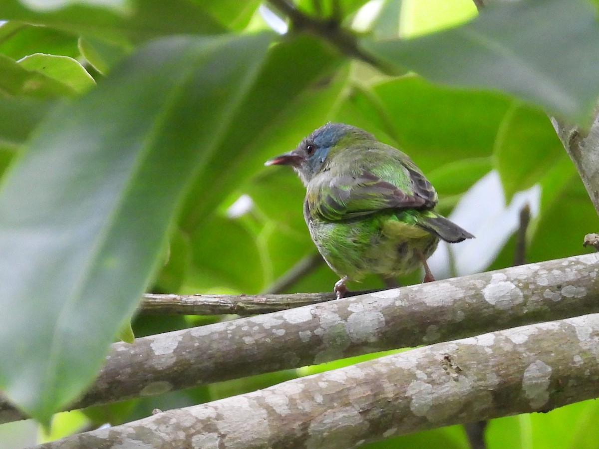 Blue Dacnis - ML659391396