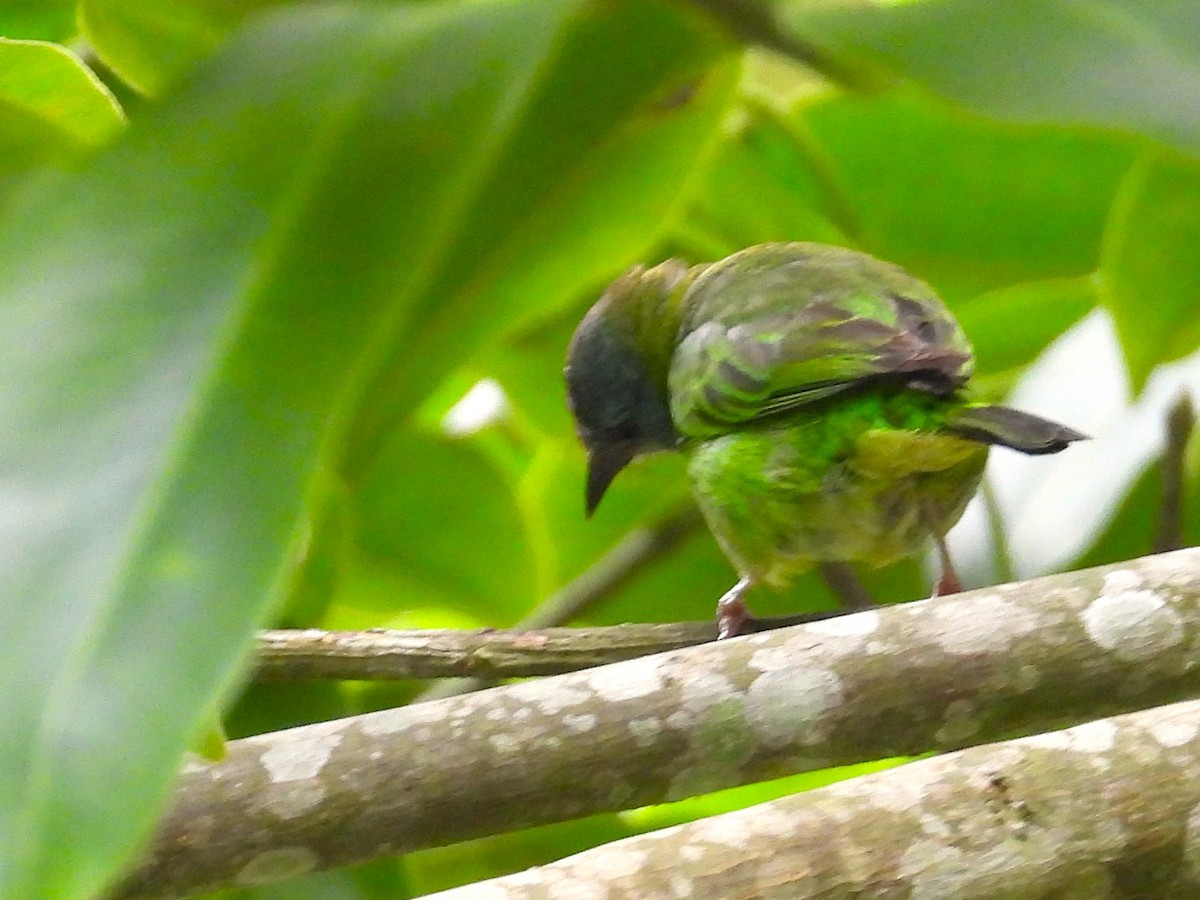 Blue Dacnis - ML659391435