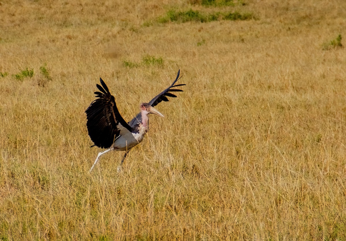 marabu africký - ML659391465