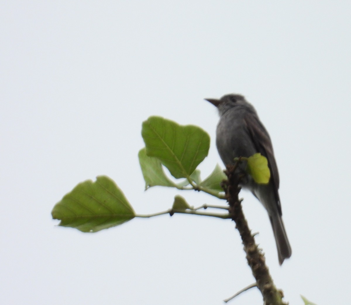 Smoke-colored Pewee - ML659391471