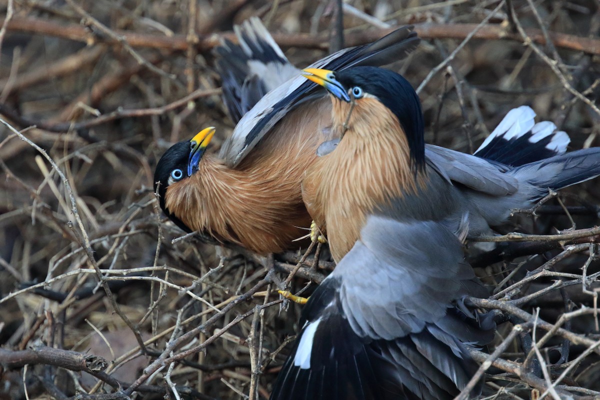 Brahminy Starling - ML65939151