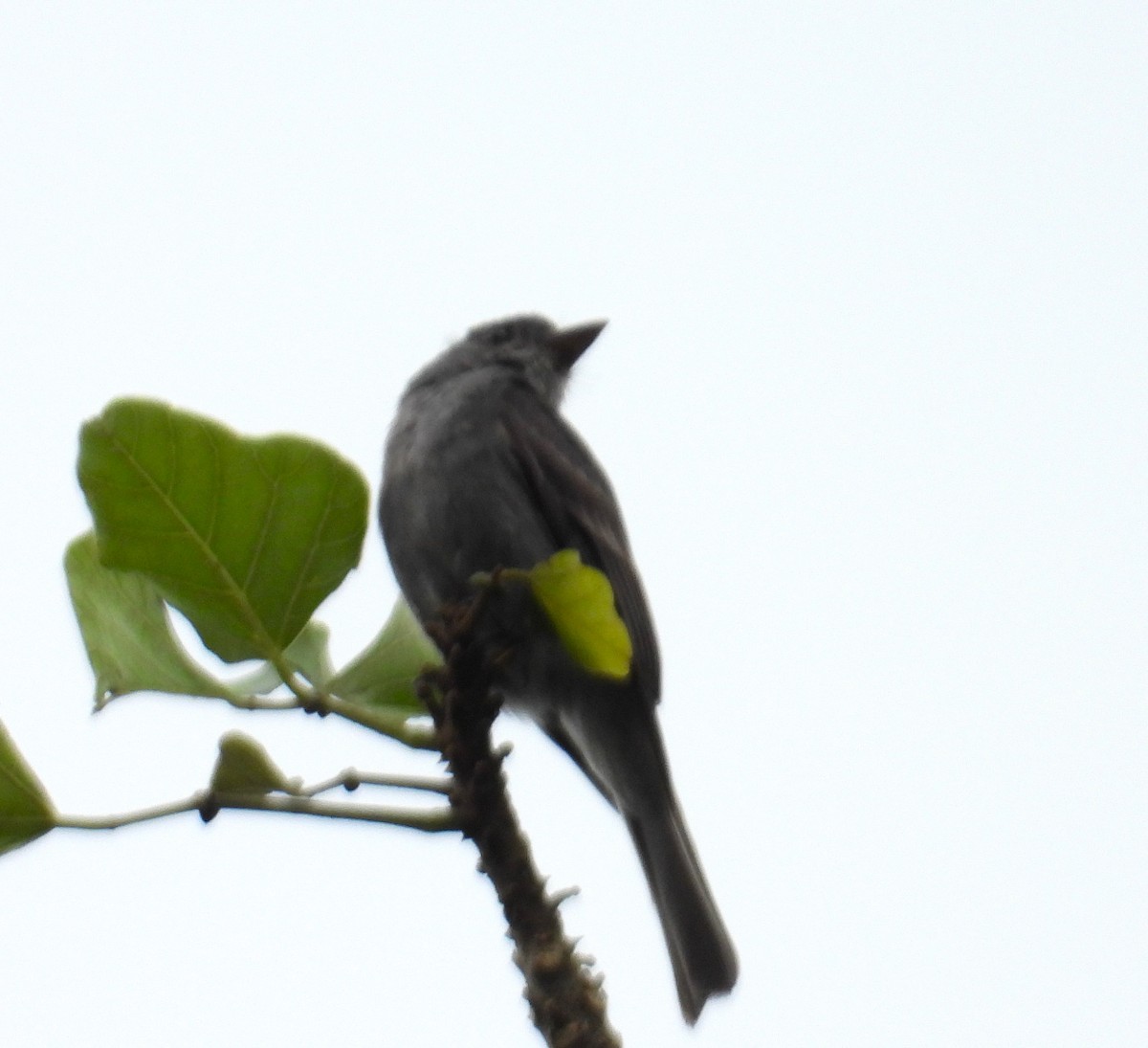 Smoke-colored Pewee - ML659391526