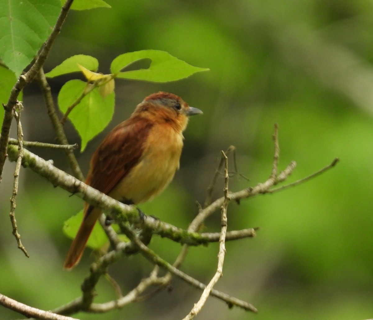 Chestnut-crowned Becard - ML659391556