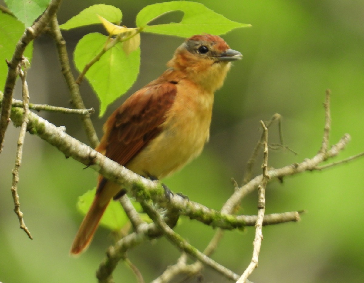 Chestnut-crowned Becard - ML659391561
