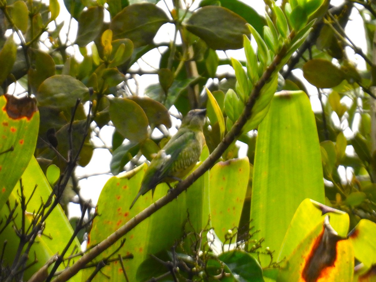 Swallow Tanager - ML659391636